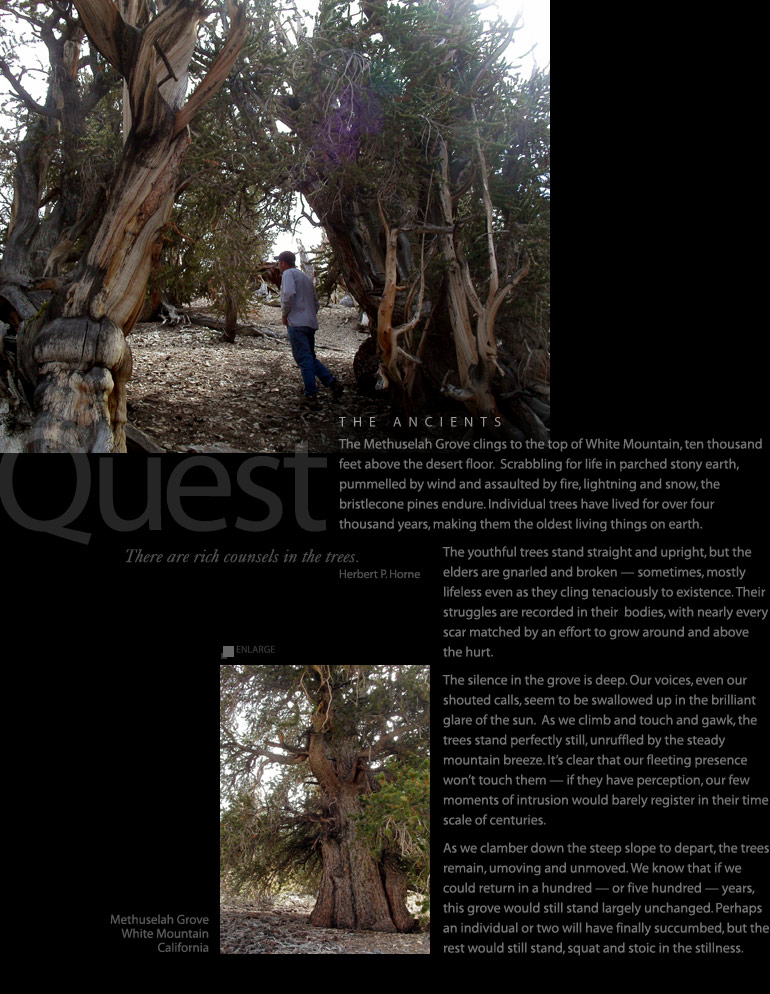 Quest: Bristlecone Pines of Methuselah Grove, White Mountain, California