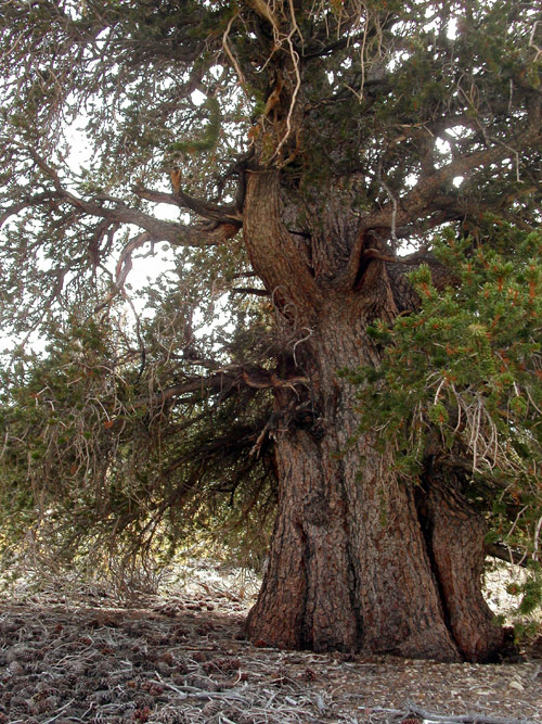 a bristlecone pine squats in the stony earth of White Mountain