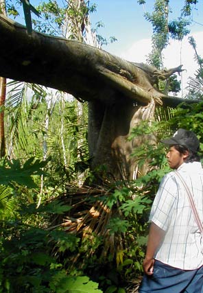 huge trees, victims of the recent hurricane, were strewn across the trail while the survivors stood like barren matchsticks against the sky