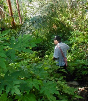 the destruction of the canopy allowed the underbrush to proliferate across the trail