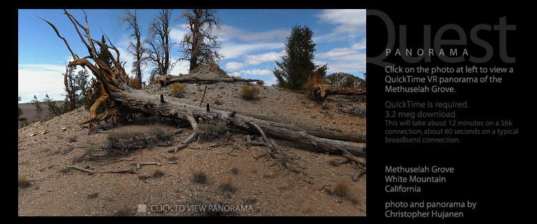 Quest: Bristlecone Pines of Methuselah Grove, White Mountain, California